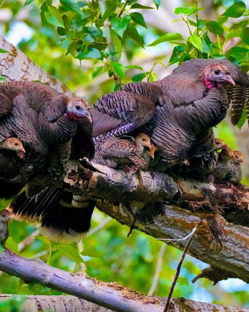 NWTF Indiana First Bird Award certificate and pin for hunters.